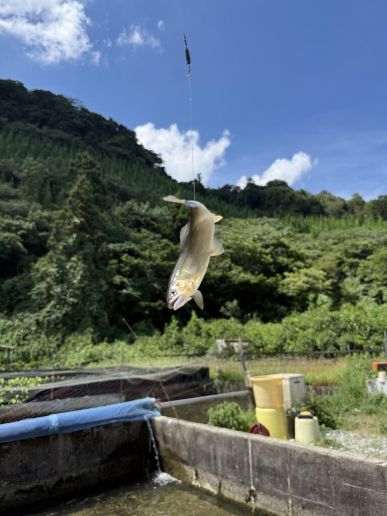 「鮎の里　鳳翩屋」アユ釣り写真