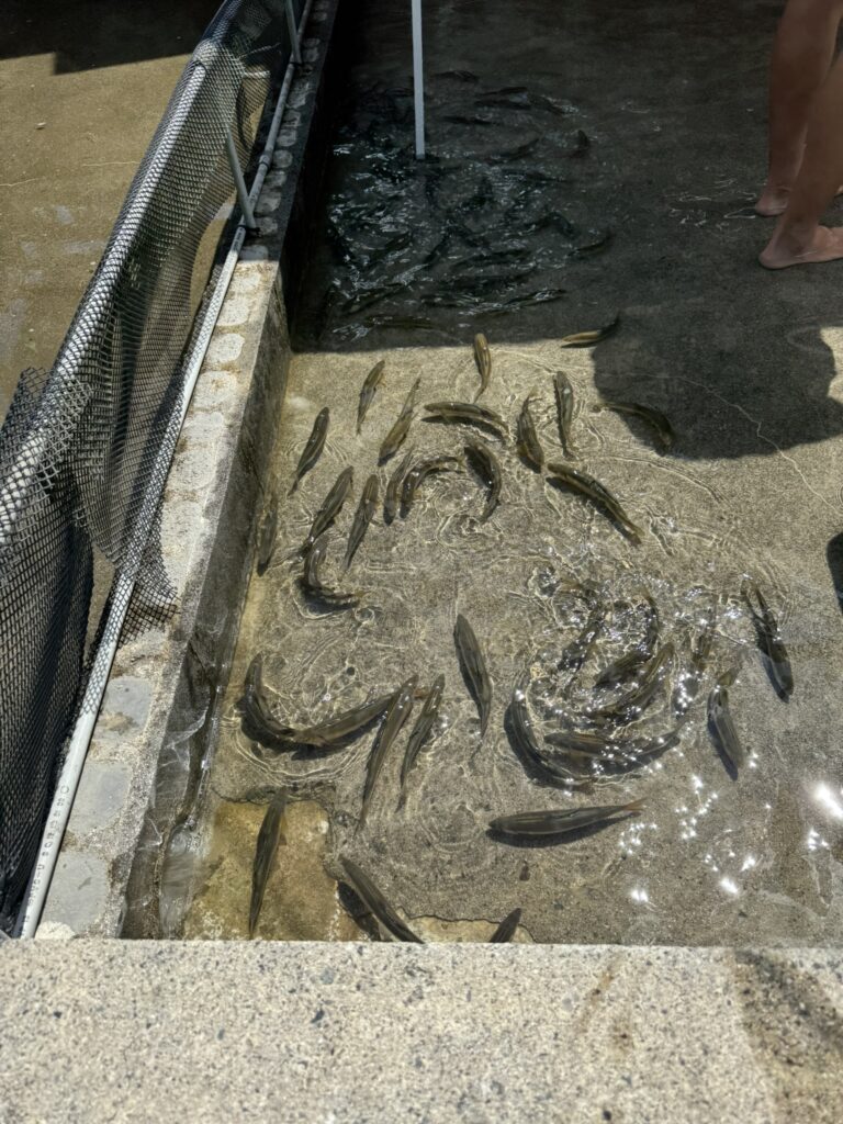 「鮎の里　鳳翩屋」アユのつかみ取り写真➁