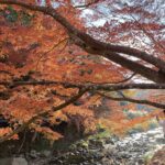 アイキャッチ画像。大寧寺の紅葉と川の写真。