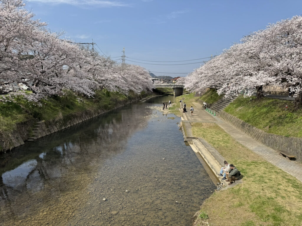 山口県美祢市『みね桜まつり』の桜並木の写真➁