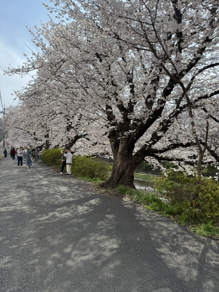 山口県美祢市『みね桜まつり』の桜並木の写真⑤