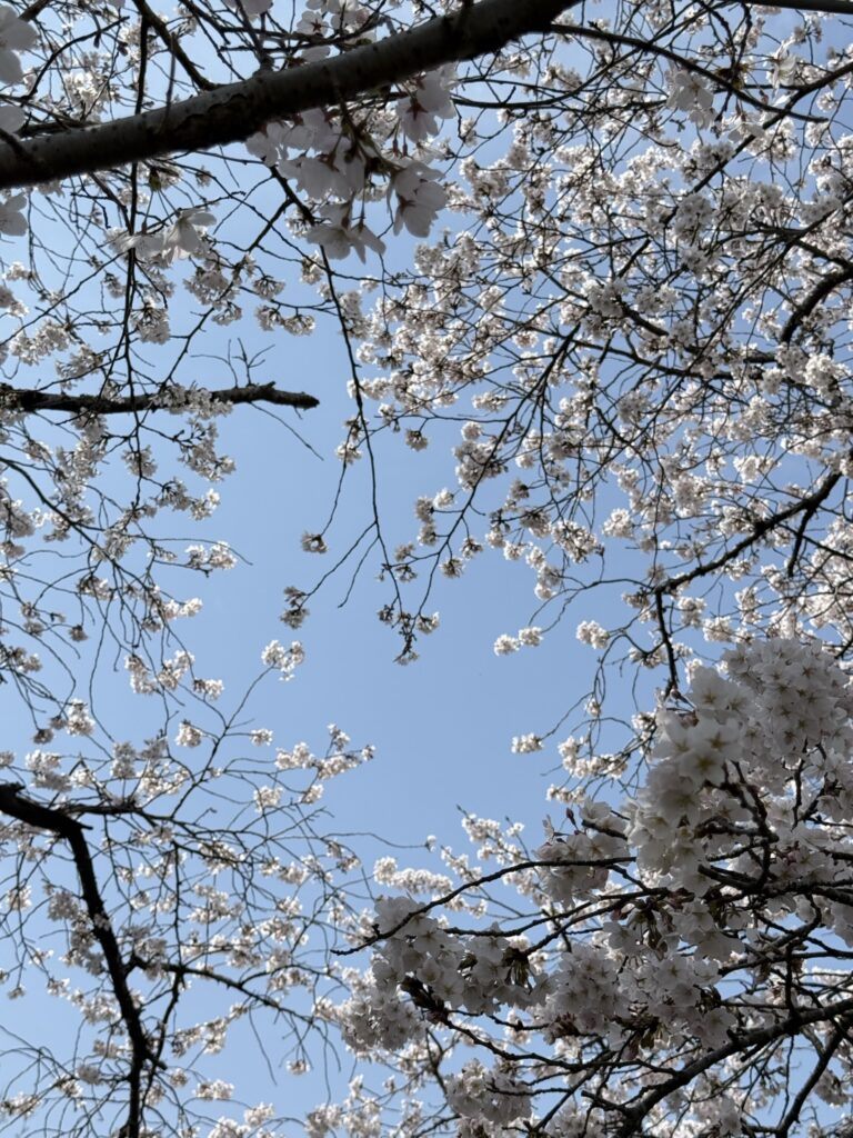 山口県美祢市『みね桜まつり』の桜並木の寄りの写真