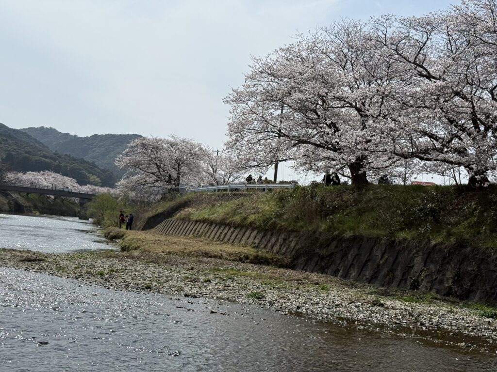 山口県美祢市『みね桜まつり』の桜並木の写真④