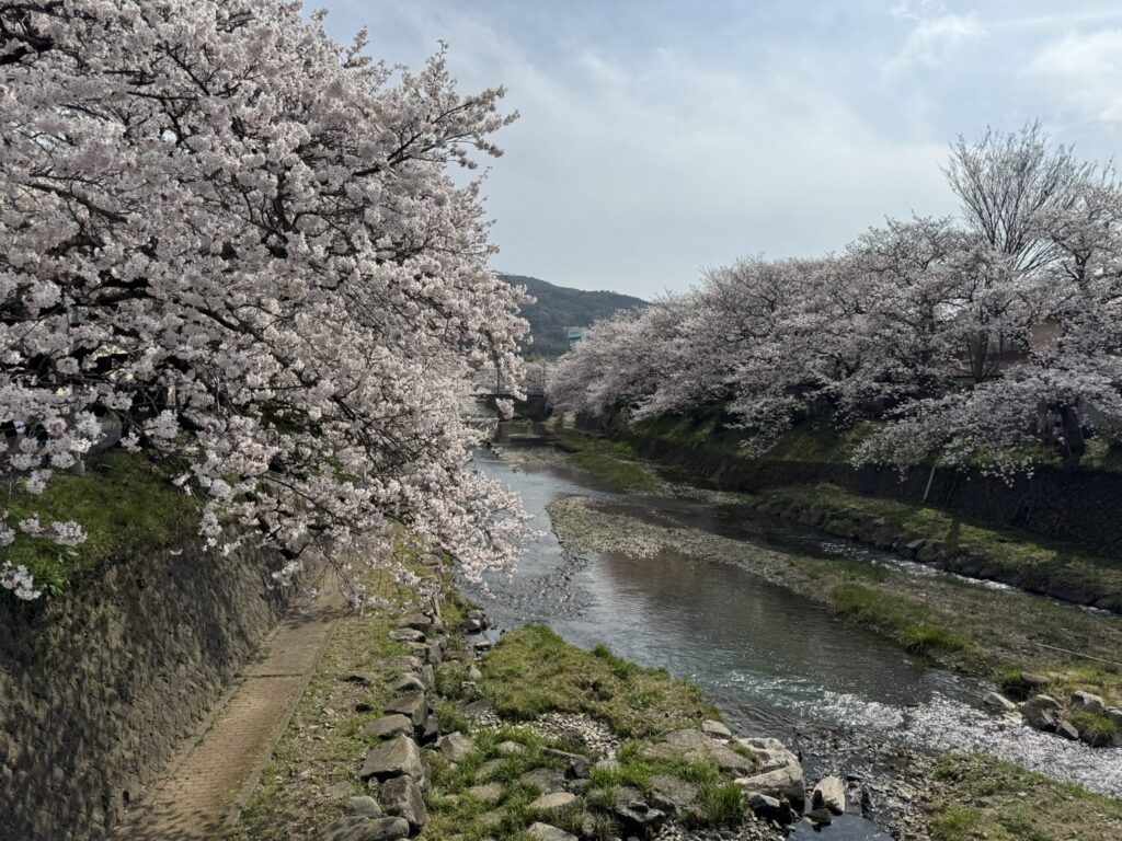 山口県美祢市『みね桜まつり』の桜並木の写真