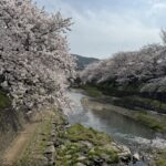 山口県美祢市『みね桜まつり』の桜並木の写真