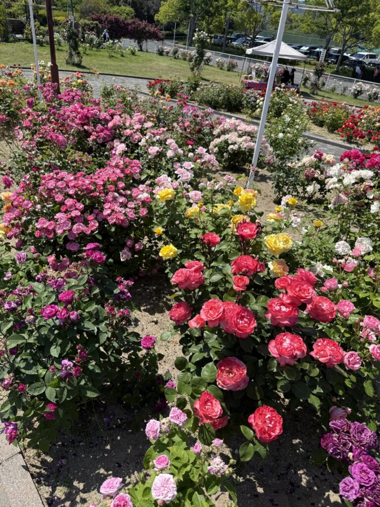 山口県玖珂郡和木町『蜂ヶ峯総合公園』バラ園の写真➁